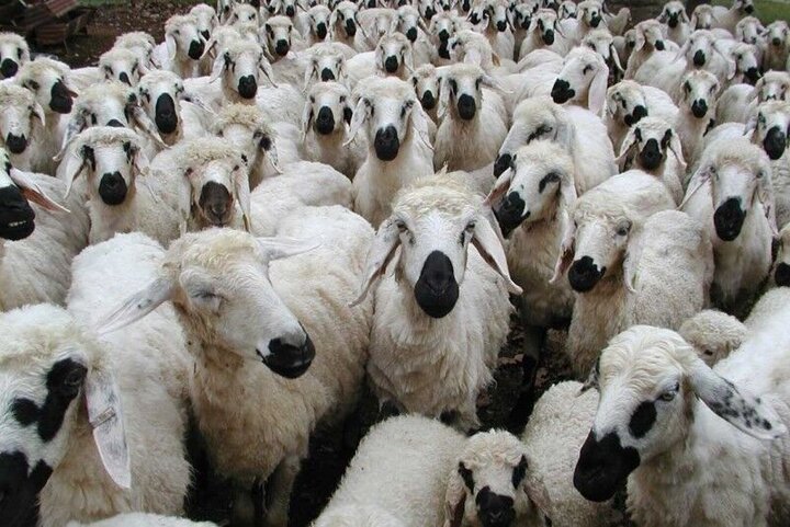 تولید بیش از  ۴ هزار تن گوشت گوسفند در خراسان جنوبی