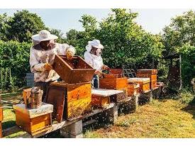 تولید ۲۲۰ تن عسل در شهرستان نکا
