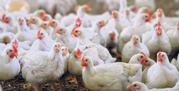 تولید بیش از  ۲۰ هزار تن گوشت مرغ در خراسان جنوبی