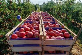 سهم ۴۰ درصدی آذربایجانغربی از صادرات سیب کشور