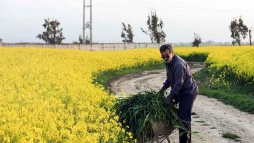 کلزا گیاهی سازگان با اقلیم خوزستان و مفید برای سلامت