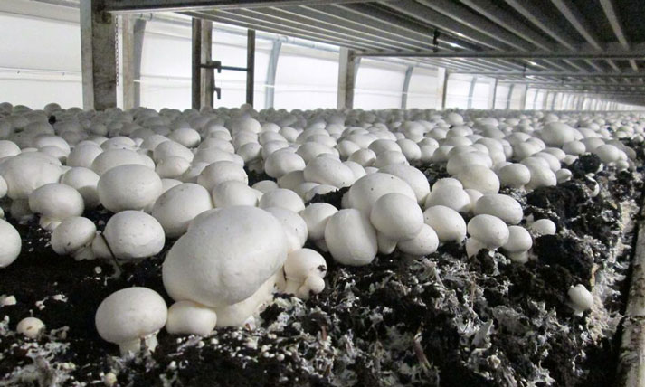تولید ۶۵۰ تن قارچ خوراکی در قائم شهر