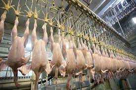 مصرف روزانه ۲۲۰ تن مرغ در آذربایجانغربی