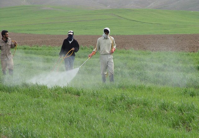 /// موفقیت دانش‌بنیان‌ها، برای کاهش مصرف سموم در مزارع