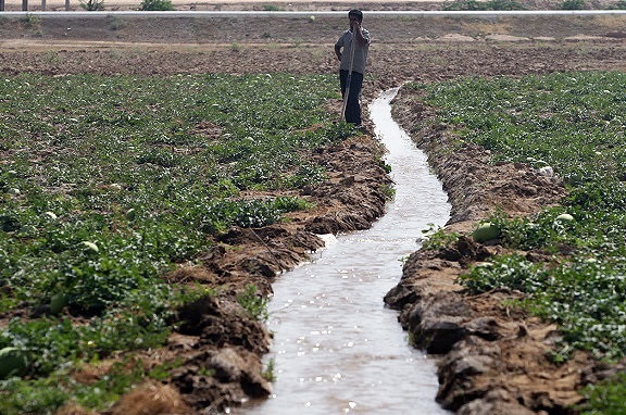 پایان کشت پاییزه در اراضی کشاورزی دشت آزادگان