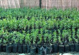 ۶۵ گونه گیاهی در نهالستان‌های استان ایلام تولید می شود