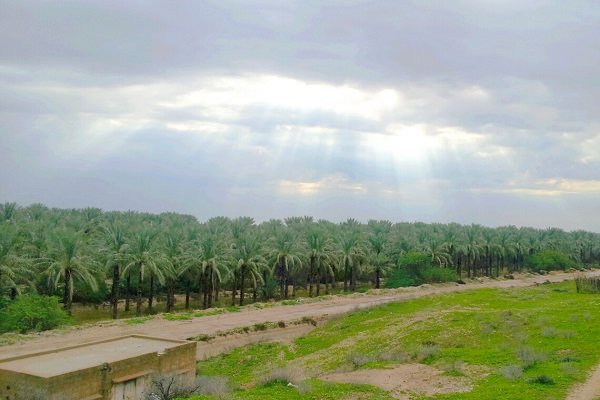 کمبود منابع مالی موجب کُندی روند اجرای طرح تحول نخلستان