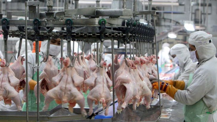 تولید 270 تن گوشت مرغ در آذربایجان غربی