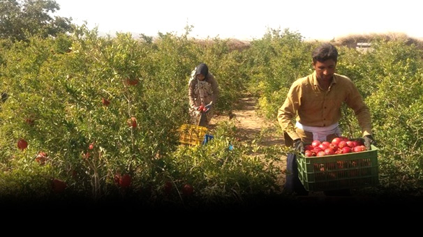 خرید محصولات کشاورزی از تضمینی به توافقی تغییر روش داد