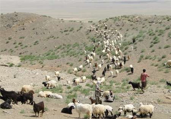 مراتع استان البرز ساماندهی می‌شود