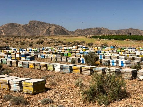 تولید سالانه ۱۵۰ تن عسل در کوار