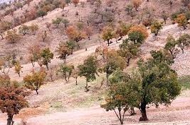 ۶۰ هکتار جنگل آفت زده، در نبود اعتبار جان می‌دهد