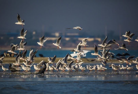 پایش بیماری آنفلوانزای فوق حاد پرندگان در پارک ملی نایبند