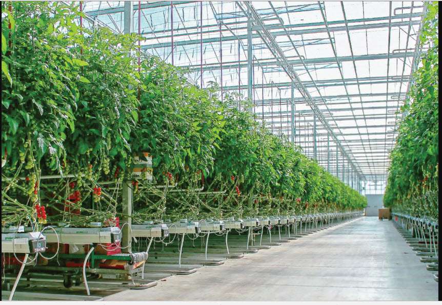 سالانه ۳ هزار تن محصولات کشاورزی در گلخانه‌های ایلام تولید می شود