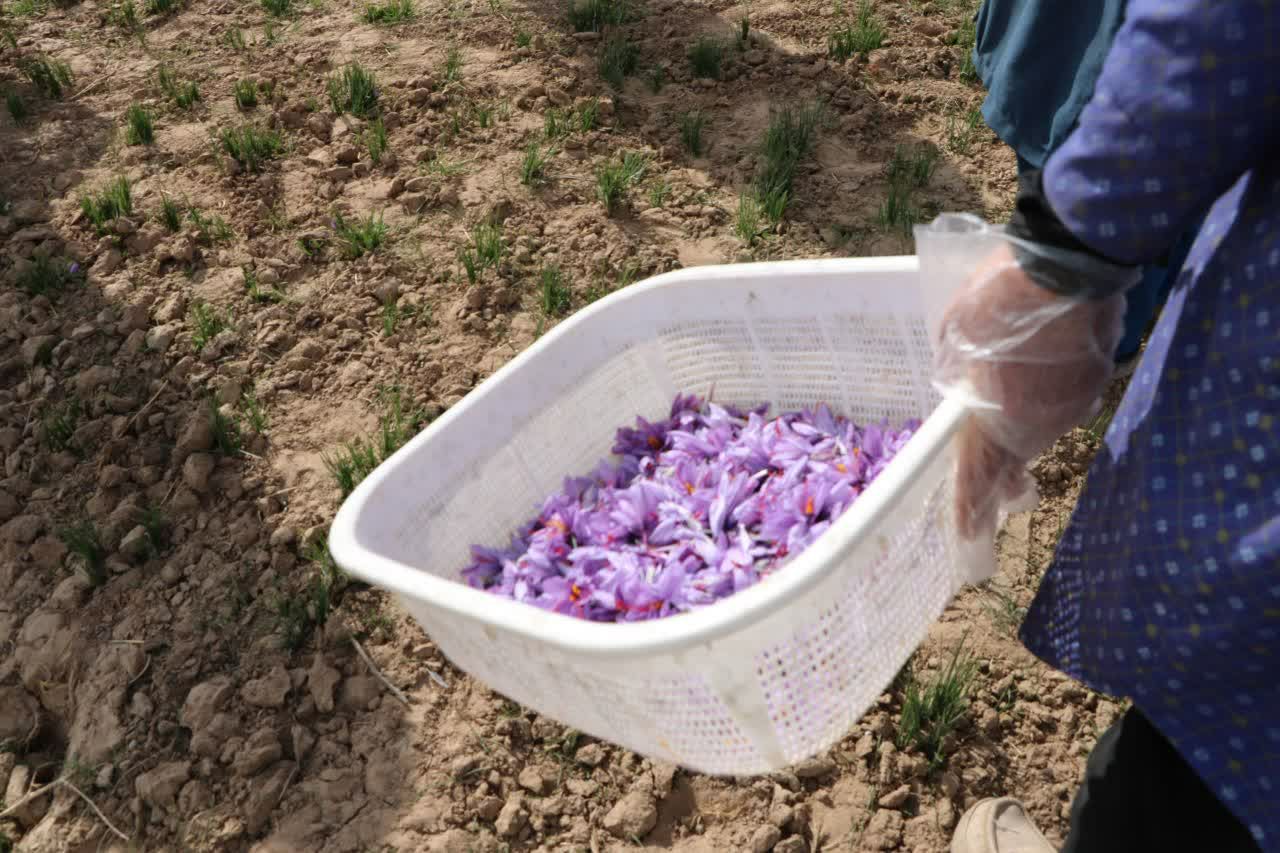 آغاز برداشت زعفران از بیش از چهار هکتار مزارع کاشمر
