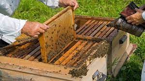 تولید بیش از ۲۰۰ تن عسل در مسجدسلیمان