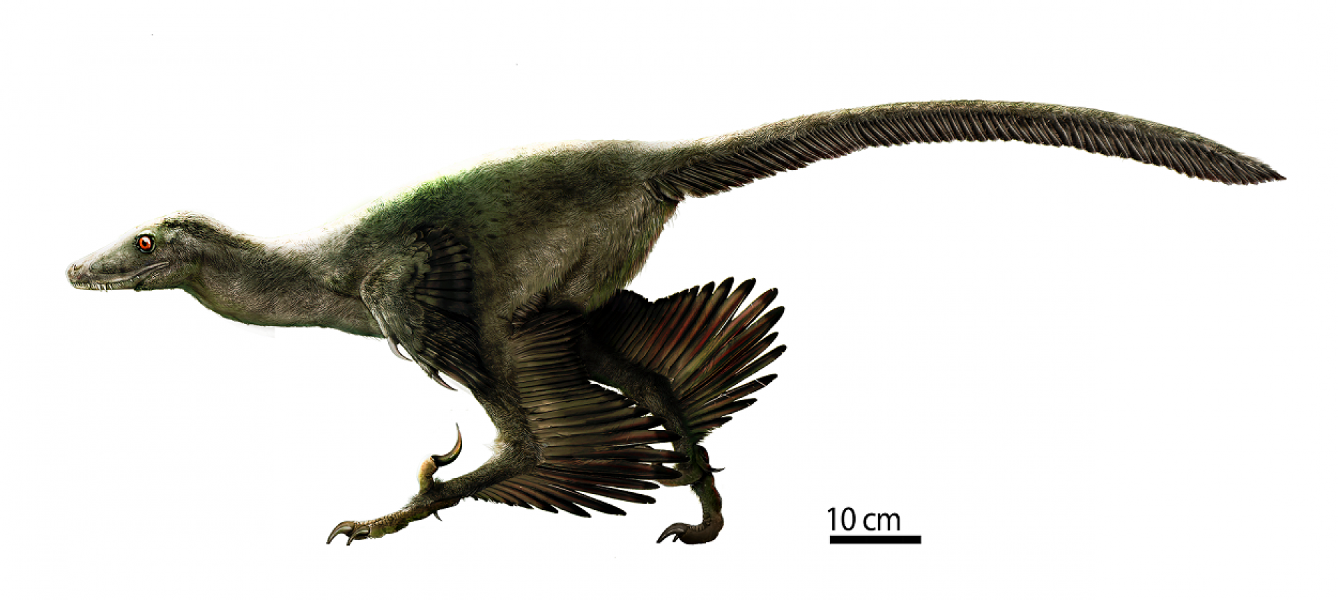 یعقوبی // کشف یک دایناسور ۱۲۰ میلیون ساله با قورباغه‌ای در شکمش