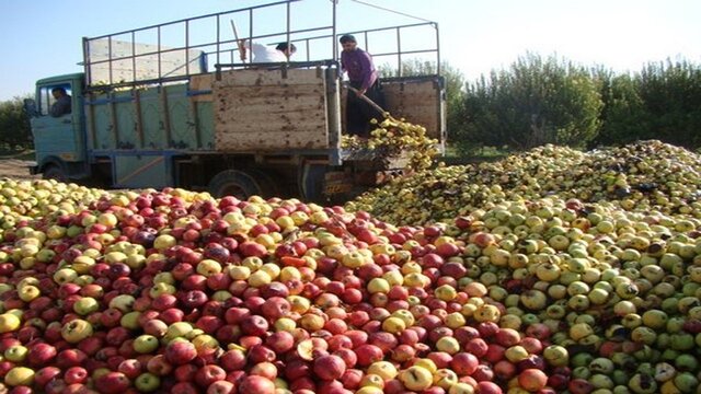 17 هزار تن سیب صنعتی امسال از باغداران آذربایجان‌غربی خریداری شد