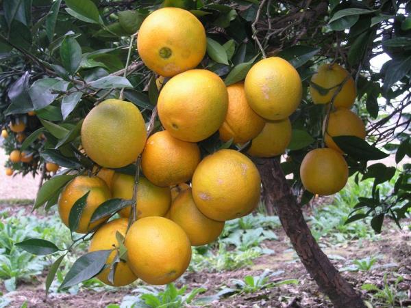 پیش‌بینی تولید ۲۲۵ هزار تن پرتقال در تنکابن