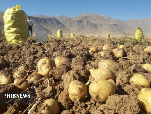 سهمیه صادرات سیب‌زمینی بهار و کبودراهنگ گرفته شد