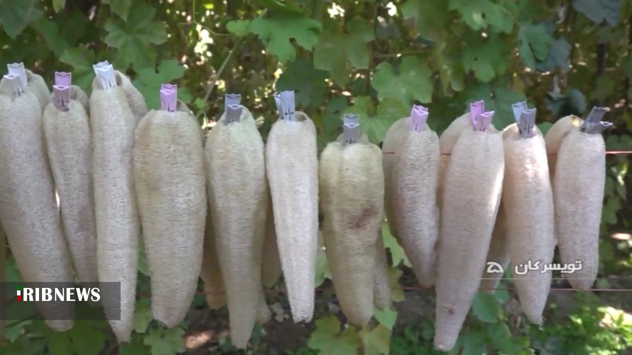 تولید لیف از لوفا، تنها اسفنج گیاهی دنیا در تویسرکان