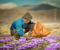 خریداری ۴۵۰ کیلو زعفران حمایتی از کشاورزان خوافی