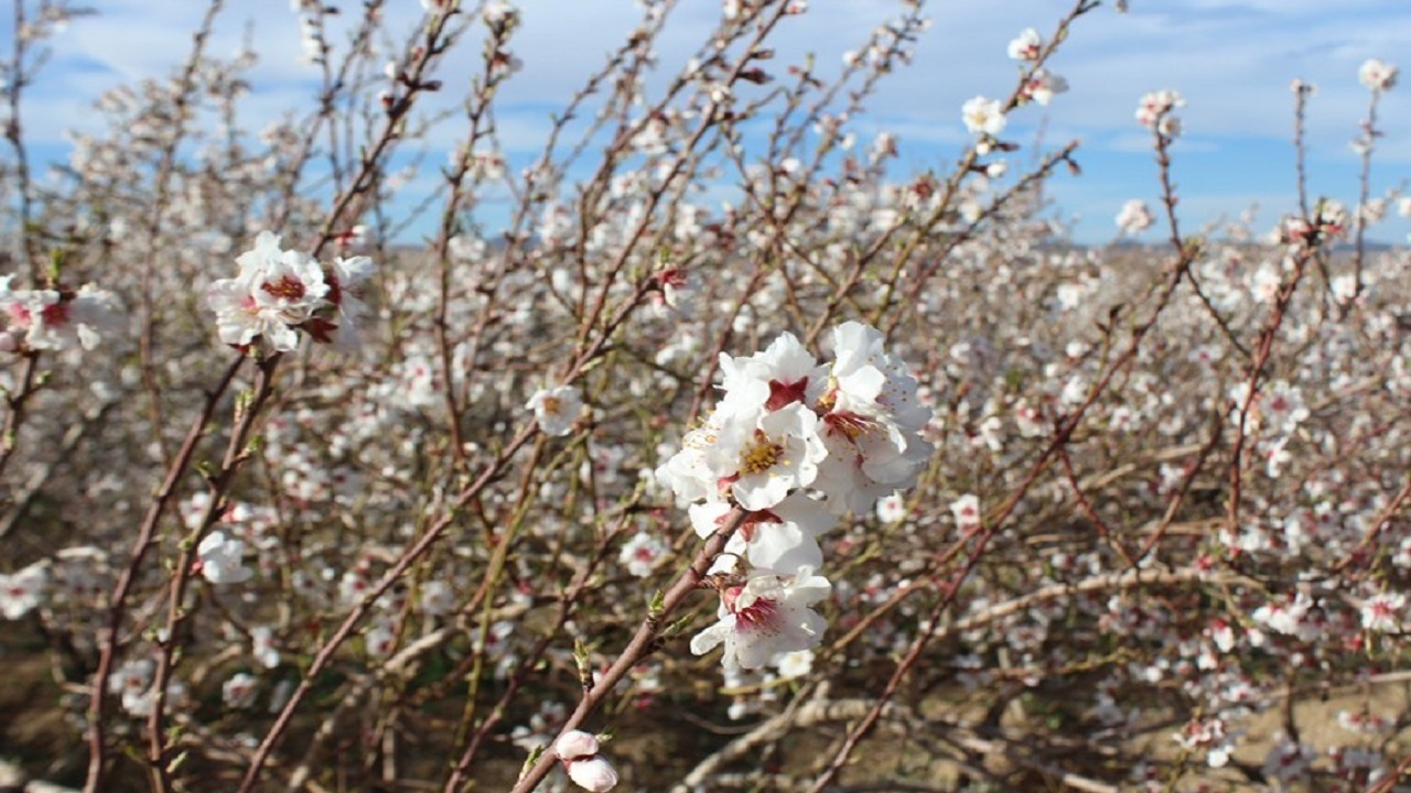 احتمال سرمازدگی باغات چهارمحال و بختیاری