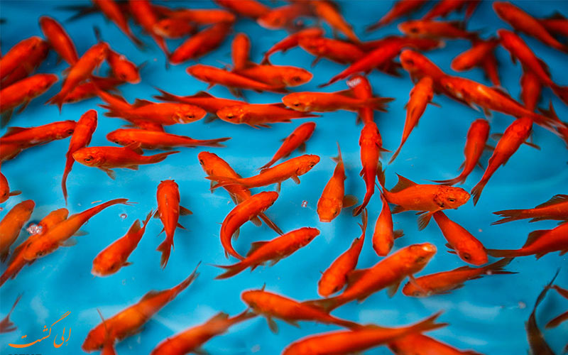 ممنوعیت رهاسازی ماهی قرمز در روز طبیعت در رودخانه‌ها