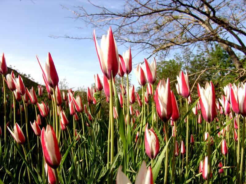 رویش لاله‌های بهاری در روستای شرب العین