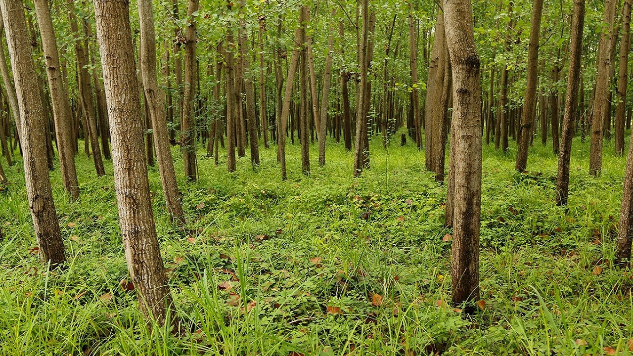 نقش زراعت چوب در تحقق نهضت ملی تولید و کاشت یک میلیارد درخت