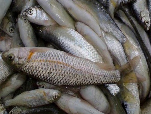 توقیف حدود ۲ تن ماهی منجمد غیرمجاز در بیرجند