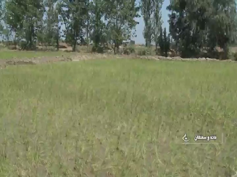 ممنوعیت کشت برنج در اراضی خراسان شمالی
