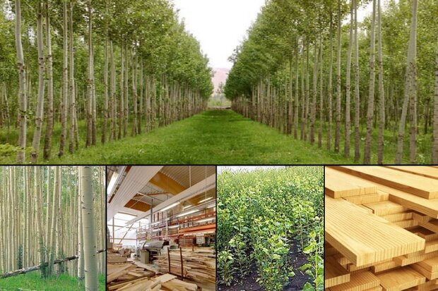 اجرای طرح زراعت چوب تامین کننده نیاز‌های صنایع و محیط زیست