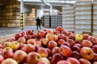 ۱۵ هزار تن سیب آذربایجان غربی در انتظار صادرات