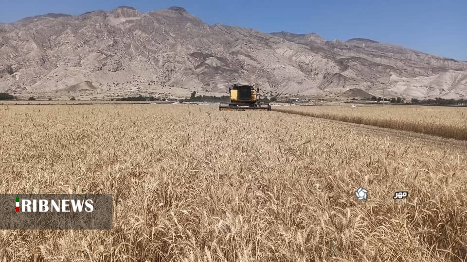 آغاز برداشت گندم در شهرستان مهر