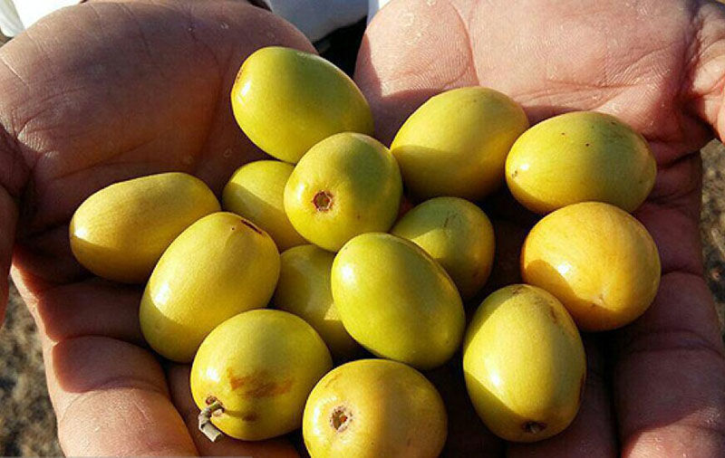 برداشت ۶ هزار و ۵۰۰ تن میوه گرمسیری کُنار از باغات جنوب سیستان و بلوچستان