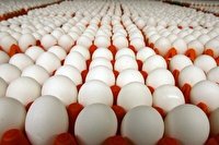 تولید روزانه  ۴۰۰ تن تخم مرغ  در خراسان رضوی