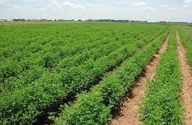 افزایش ۱۰ درصدی تولید محصولات زراعی در خراسان جنوبی