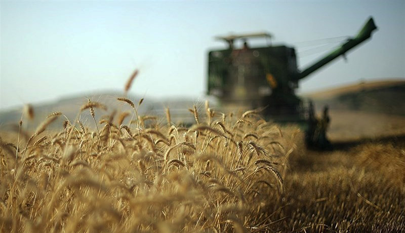 برداشت گندم در دشتی ۵ برابر می‌شود