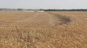پیش بینی برداشت افزون بر ۴۱ هزار تن گندم و جو از اراضی خرمشهر