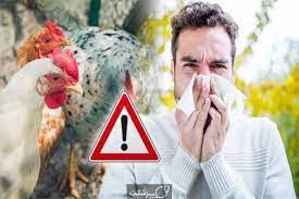 نخستین مرگ انسانی بر اثر آنفلوآنزای مرغی اچ۳ ان۸ در چین