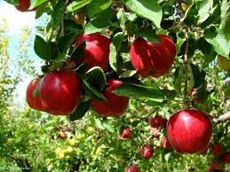 رتبه ششم آذربایجانغربی در کشور در تولید محصولات کشاورزی