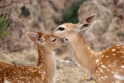 تولد نخستین گوساله زرد ایرانی در ارسنجان