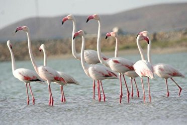 آبگیری کامل ۶ تالاب اقماری پارک ملی دریاچه ارومیه
