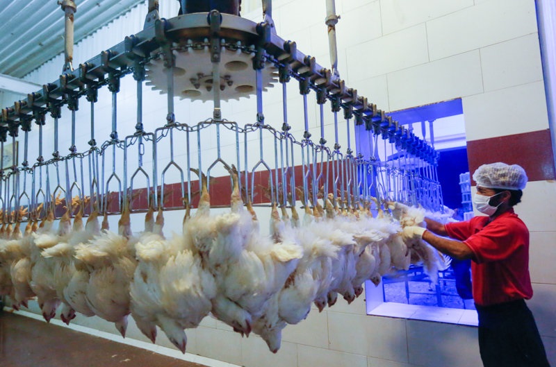 کشتار بیش از ۴ میلیون قطعه مرغ درخوزستان با نظارت دامپزشکی