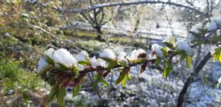 خسارت ۴۹۰ میلیارد تومانی سرمای بهاره به کشاورزی مهاباد