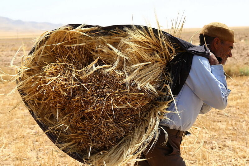 خرید گندم به نرخ روز درخواست گندمکاران شد