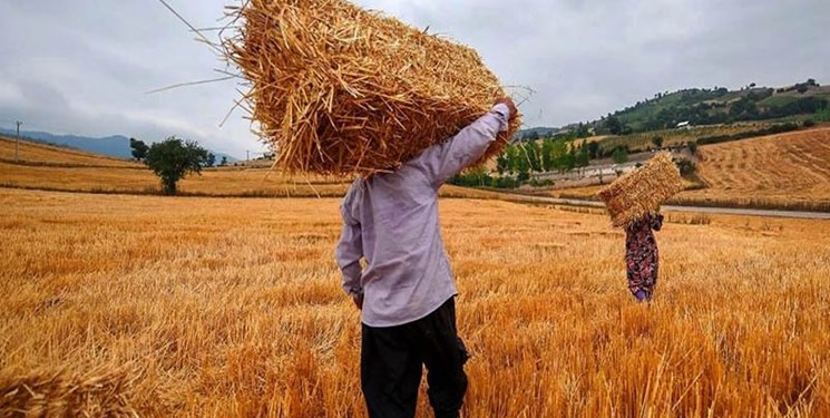 پیش‌بینی تولید بیش از ۶۵۶ هزار تن گندم در استان همدان