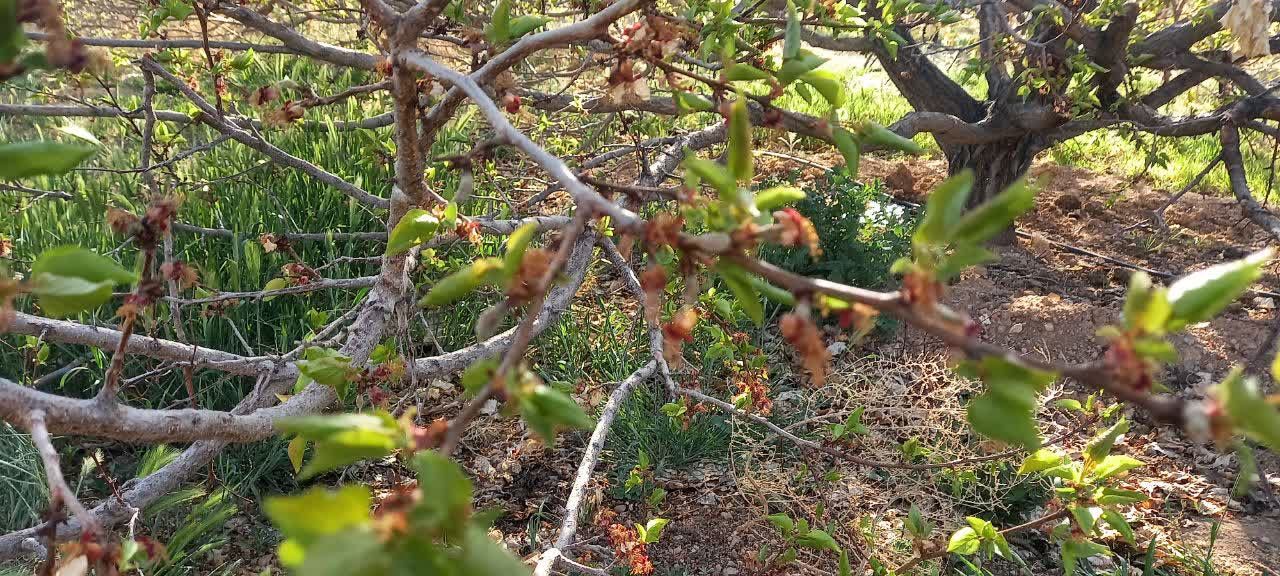 خسارت ۴۰۰ میلیارد تومانی سرمای بهاره به کشاورزی آباده