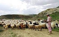 مهار 283 راس احشام قاچاق در مرزهاي آذربايجان غربي
